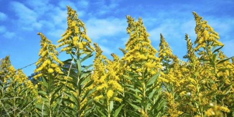 Uklanjanje/uništavanje ambrozije – UPOZORENJE svim vlasnicima, posjednicima, korisnicima ili upraviteljima zelenih površina.