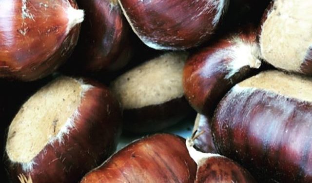 O projektu “Kesten”