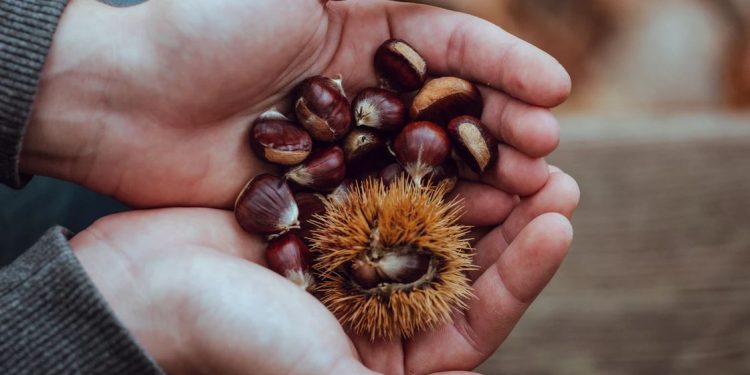 Nastavljene aktivnosti na projektu “Zaštita i promocija kestena”