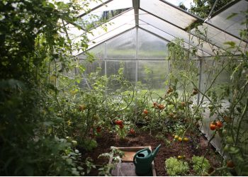 Plastenička proizvodnja povrća – poticaji