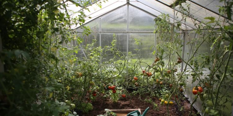 Plastenička proizvodnja povrća – poticaji