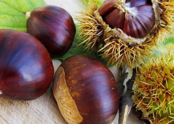 Implementacija projekta “Kesten” do kraja ove godine