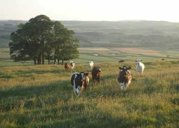 Predavanje na temu “Ishrana muznih grla” u Općinskoj vijećnici