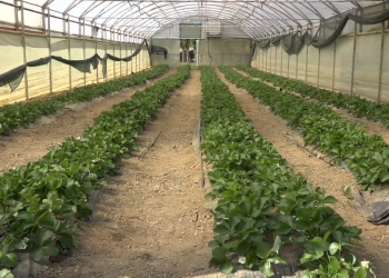 VIDEO: Realiziran projekat IFAD – 1 (podizanje višegodišnjih zasada kestena, oraha i lješnjaka)