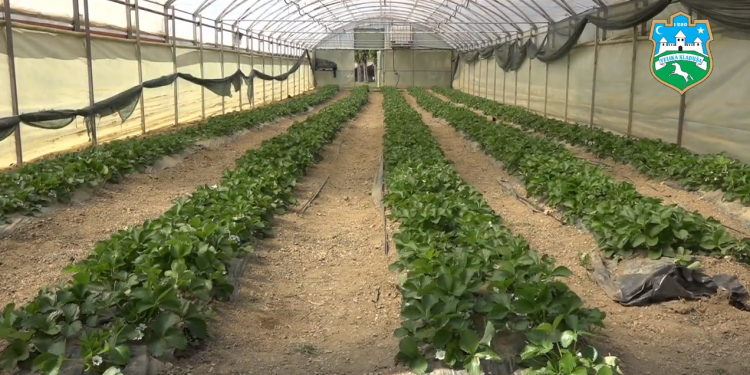 VIDEO: Realiziran projekat IFAD – 1 (podizanje višegodišnjih zasada kestena, oraha i lješnjaka)