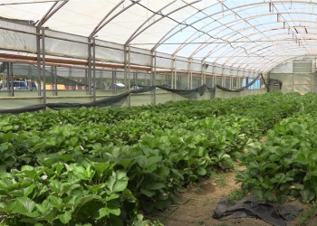 VIDEO: Zdravo voće i povrće iz Opće Kladuške zadruge