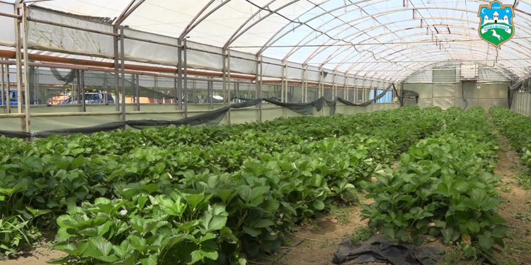 VIDEO: Zdravo voće i povrće iz Opće Kladuške zadruge