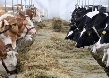 Općina Velika Kladuša finansijski podržala sa 33.000 KM izradu mliječnih kartona