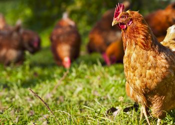 Isplaćeni poticaji korisnicima koji su iskazali interes za uzgoj kokošiju nosilica