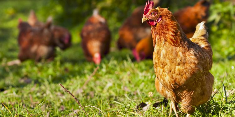 Isplaćeni poticaji korisnicima koji su iskazali interes za uzgoj kokošiju nosilica