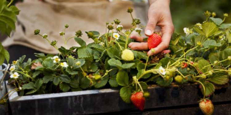 Obavijest – proizvodnja povrća, jagoda i cvijeća u zatvorenom prostoru