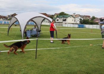 Velika Kladuša prošlog vikenda bila je domaćin izložbe njemačkih ovčara
